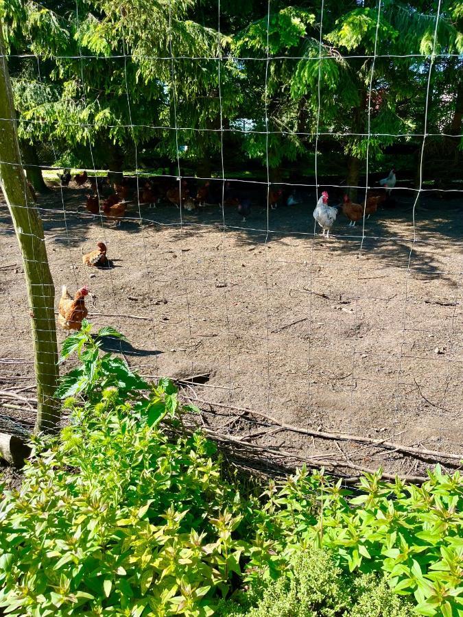Agroturystyka Nad Jeziorem Silickim Ilinscy Silice Екстериор снимка