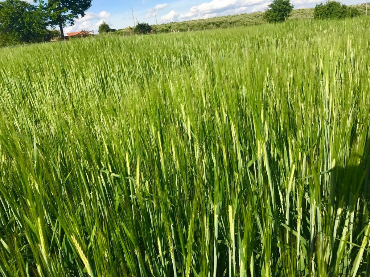 Agroturystyka Nad Jeziorem Silickim Ilinscy Silice Екстериор снимка
